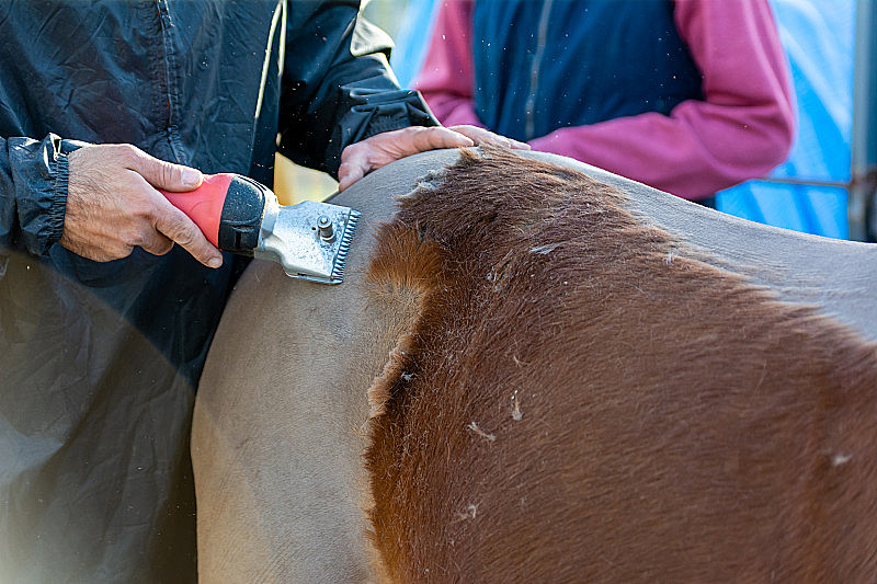 Livestock shearing blade in use