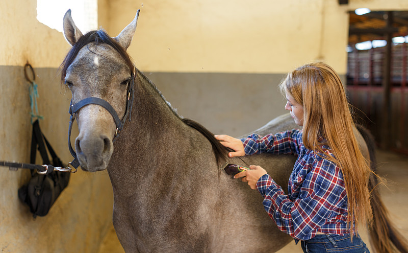 Horse grooming with clipper
