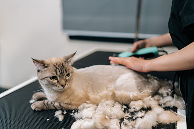 Professional pet grooming